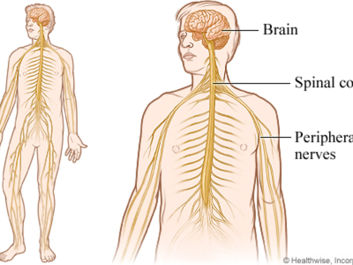 What Is A Trapped Nerve The Chiropractic Centre Bristol