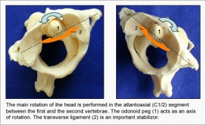 Cervical Spine Rotation